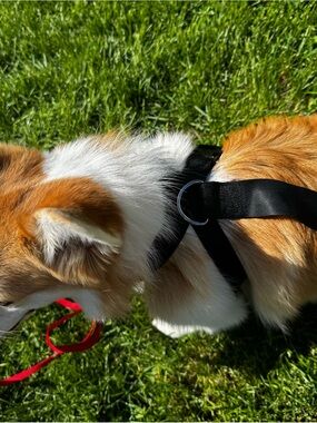 Black Reflective Dog Harness for Small Breeds - Brand: